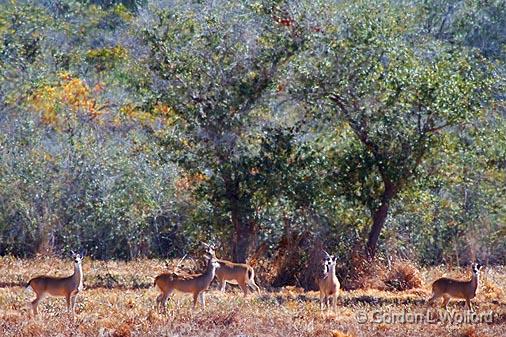 Distant Deer_39679.jpg - Photographed along the Gulf coast near Rockport, Texas, USA.